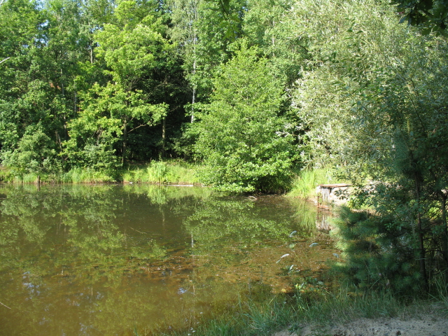Ślepiotka latem